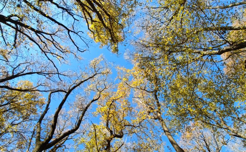 Bratislavské lesy č.1/č.2/č.3